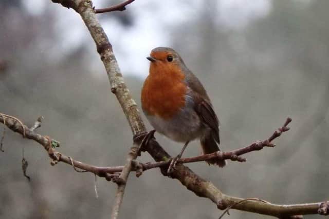 A robin recorded by the Seal family