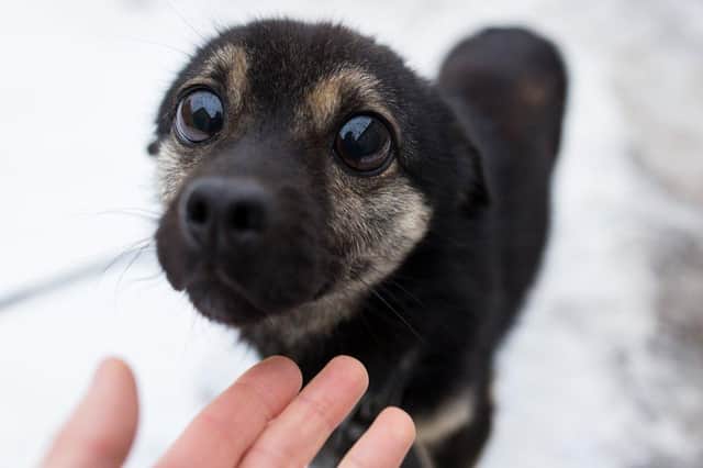 Laws all dog owners should know
