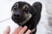 Laws all dog owners should know