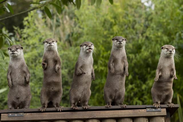 Marwell Wildlife has launched a fundraising campaign while the zoo is closed to the public. Otter family standing. Credit: Jason Brown Photography