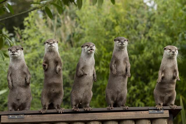 Marwell Wildlife has launched a fundraising campaign while the zoo is closed to the public. Otter family standing. Credit: Jason Brown Photography