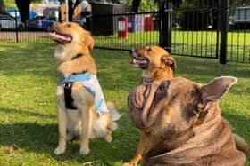 A dog training area has been set up at Pembroke Park in Southsea. Picture: Portsmouth City Council