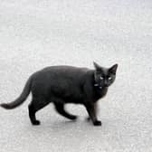 black cat are often seen as being a sign of bad luck