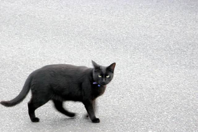 black cat are often seen as being a sign of bad luck