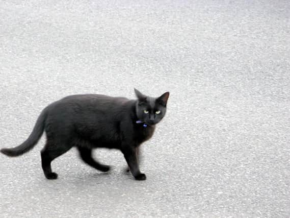 black cat are often seen as being a sign of bad luck