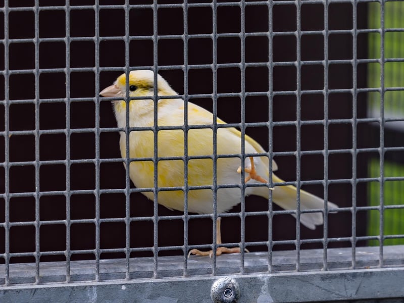 Residents of the aviary at College Park. Picture: Mike Cooter (06042023)