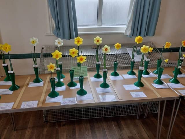 What A Range of Daffodils!