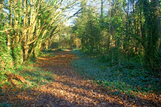 Foxes Forest