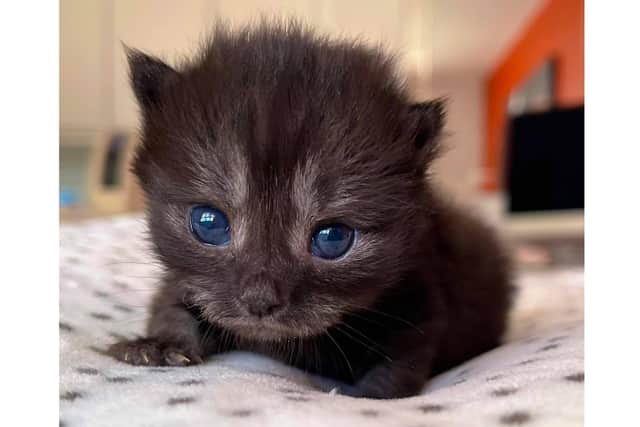Tiny kitten Winston was rescued by The Cat Welfare Group when he was abandoned by his mother, and volunteers gave him round-the-clock care