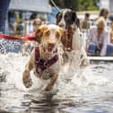 From kennels to splash pools, agility training to finding the fastest dog – a great day out