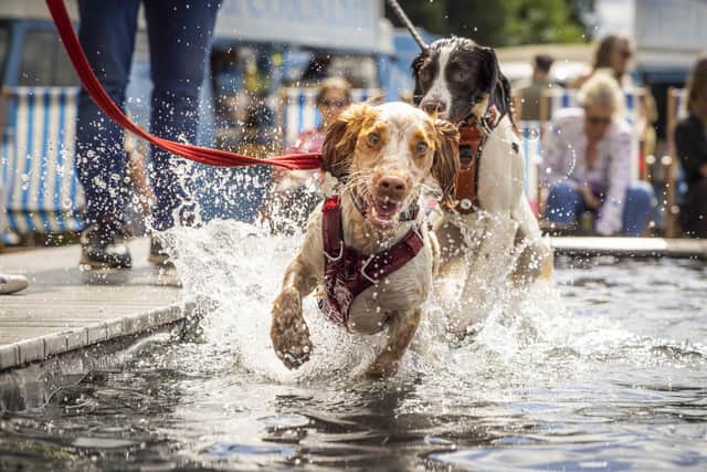 From kennels to splash pools, agility training to finding the fastest dog – a great day out