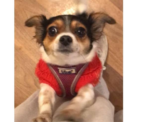 Gerty has gone missing and if anyone finds her, her owner is urging them to contact him.
