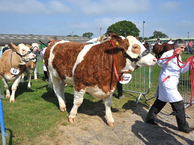 Prized cows.