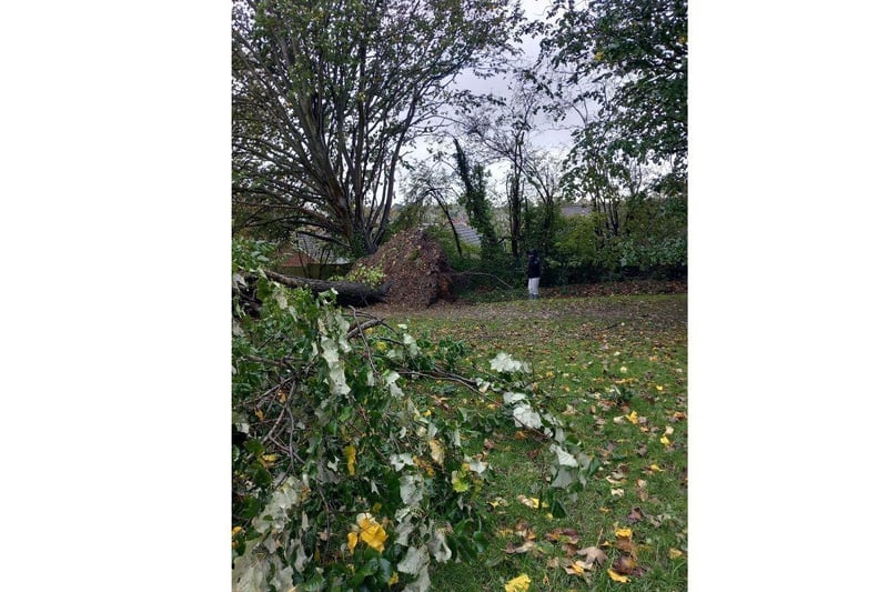 Fielders Park, Waterlooville, has been victim to fallen trees following the poor weather. 
Picture: Claire Fitzgerald