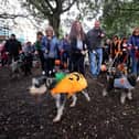 100 South Coast Schnauzer’s, a record number, gathered in Southsea Dog Park as they preparedfor their charity walk along the seafront in 2022. 
Picture: Sam Stephenson.