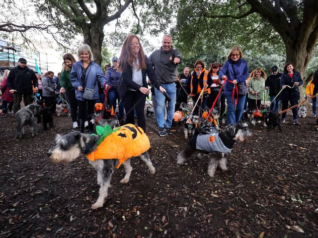 100 South Coast Schnauzer’s, a record number, gathered in Southsea Dog Park as they preparedfor their charity walk along the seafront in 2022. 
Picture: Sam Stephenson.