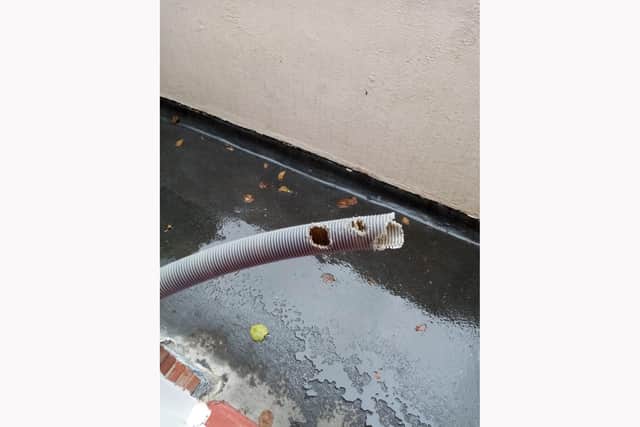 The washing machine hose that was chewed through.

Picture Bryan Ricketts