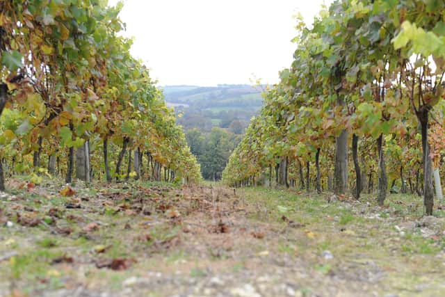 Exton Park Vineyard. Picture: Sarah Standing (151706-7437)