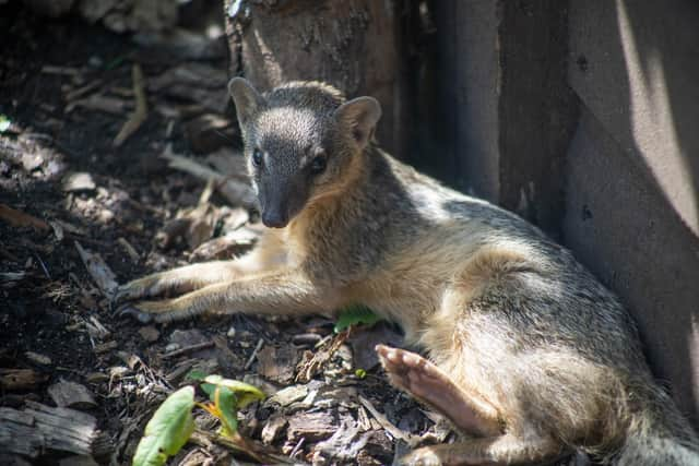 Lilith the bokiboky who has arrived at Marwell Zoo