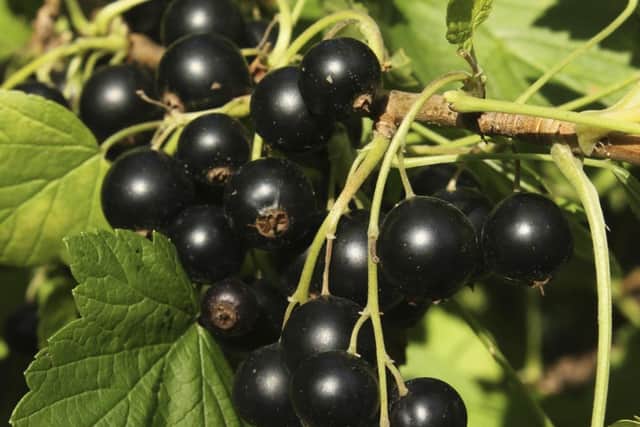 Blackcurrants - a real taste of summer.