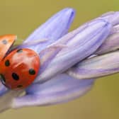 Ladybirds are taking over UK homes.