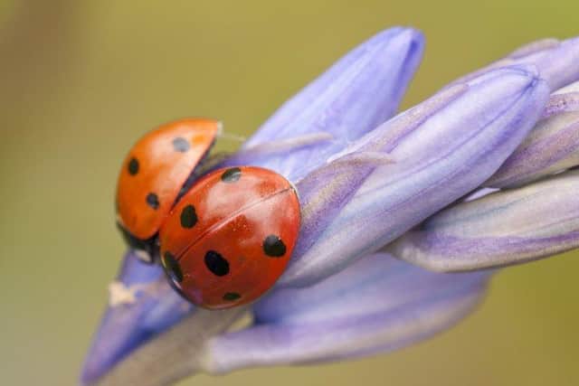Ladybirds are taking over UK homes.