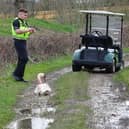 Two swans were shot at Chichester Golf Club. Picture: West Sussex Wildlife Protection