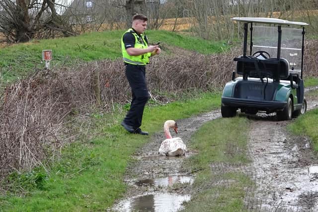 Two swans were shot at Chichester Golf Club. Picture: West Sussex Wildlife Protection