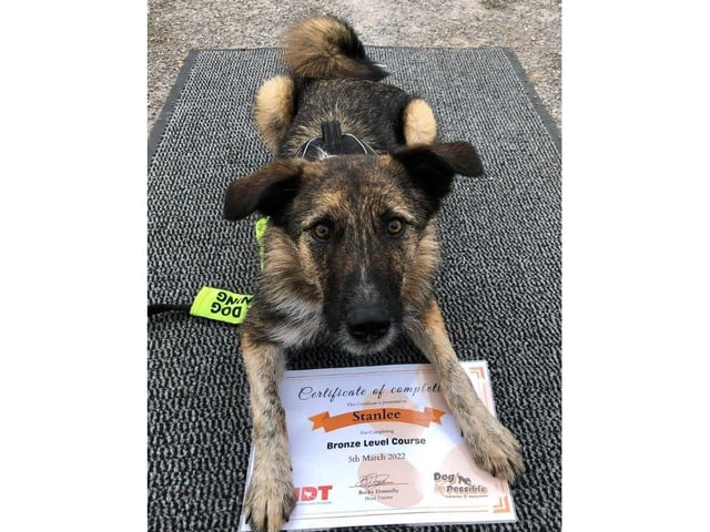 Stanlee has been looking for a forever home for nearly 1000 days.