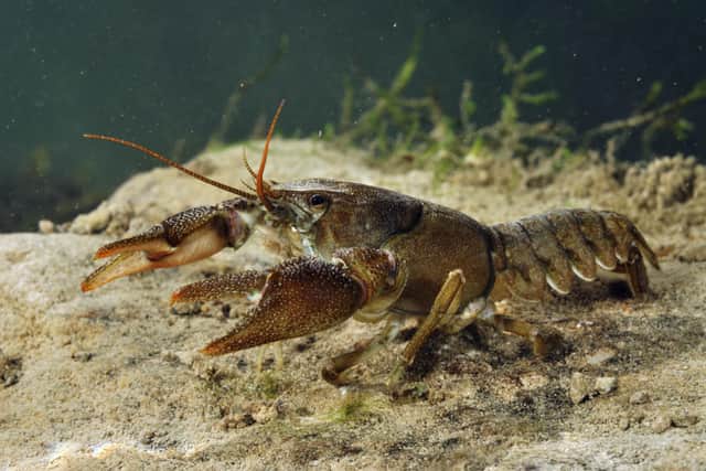 White-clawed crayfish (3) © Linda Pitkin_2020VISION