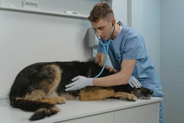 Shelina Duke is issuing this advice to dog owners - Animal News Agency