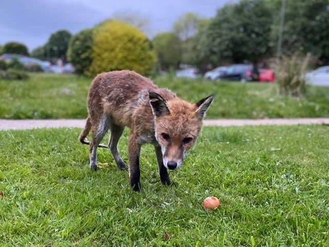 Ryan Bodycote managed to get very close to this curious fox.