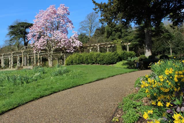 A magnificent magnolia tree at West Dean Gardens near Chichester