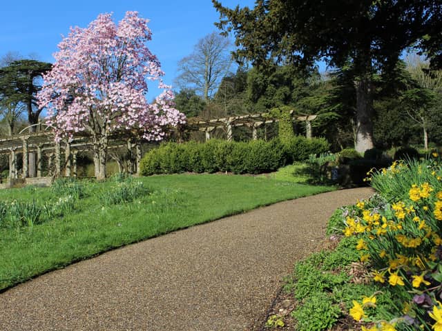 A magnificent magnolia tree at West Dean Gardens near Chichester