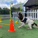 A dog agility course will be on offer at Whiteley