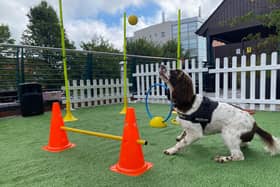A dog agility course will be on offer at Whiteley