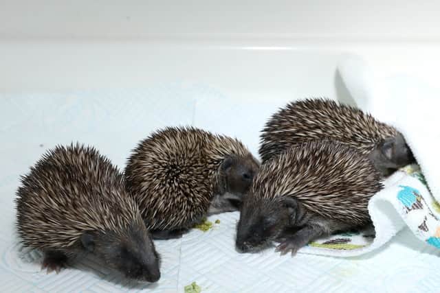 Babies in the incubator atBert's Hedgehog Retreat in Portsmouth.        Picture: Chris Moorhouse