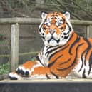 Life-sized models of tigers and cubs will be built at Gunwharf Quays during February half-term.