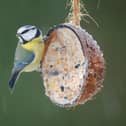 Birds benefit hugely from garden feeders in the winter