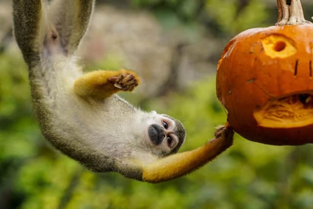 Marwell Zoo released images of its animals tucking into Halloween-themed treats. Photo: Jason Brown Photography