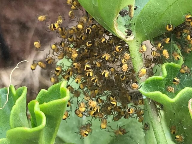 Scared of spiders? Look away now. These were on Mellissa's geranium.