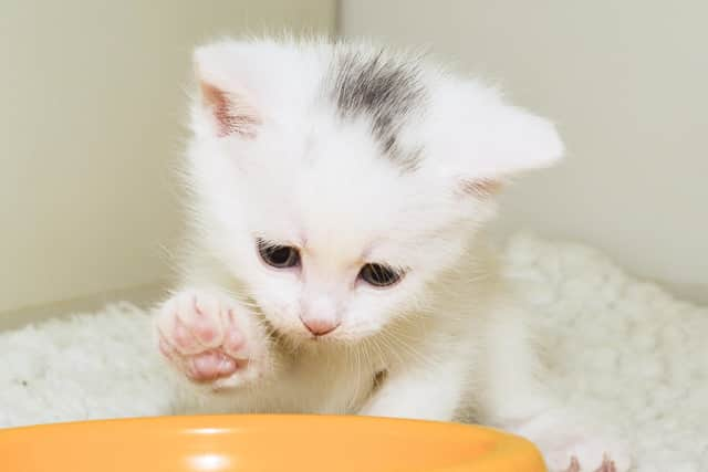 A cat being fed. Picture by Susan Dobbs