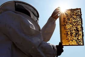 Beekeeper and Chairman of The London Beekeepers Association John Chapple installs a new bee hive on an urban rooftop garden in Islington. He has told ther bees about their new master (photo: Getty Images)
