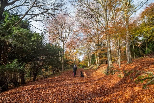 Queen Elizabeth Country Park in Horndean. Picture: SDNPA
