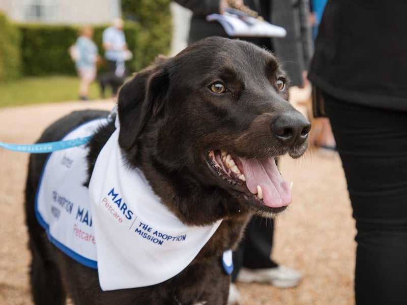 Adopted Labrador cross, Elder, at Goodwoof 2024, at Goodwood Estate in Chichester, whilst raising awareness of rescue dogs still needing a forever home. PA Photo. The Adoption Mission by Mars Petcare is covering the adoption fees for up to 25 dogs from Elder's former rescue centre, Raystede, for potential owners considering adopting a dog following the event and the pet food brand's State of Pet Homelessness Project has found that only half of prospective dog owners consider adoption, prolonging the wait for over a million animals in the UK awaiting their forever families. Photo credit should read: Dave Dodge/PA Media