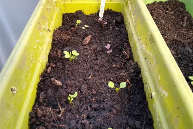 How you can grow lettuce in a small tub. Picture Nick Sebley