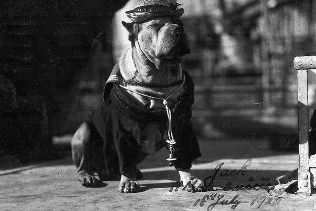 Ships mascot Jack the dog onboard HMS Success. He looks very proud to be a sea dog on board HMS Success in the sunshine.