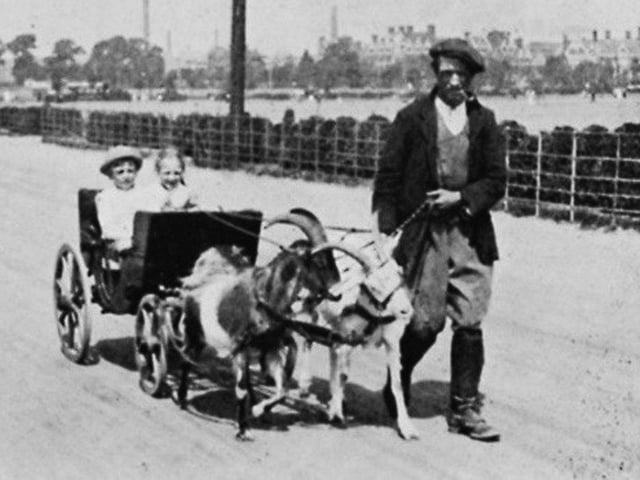 Goat cart. A goat man with his charges pulling a coach on Clarence Esplanade.