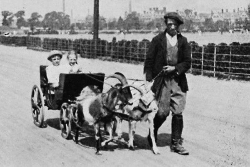 Goat cart. A goat man with his charges pulling a coach on Clarence Esplanade.