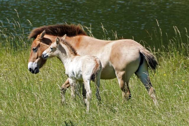 A rare Przewalski's foal which was born to parents Nogger and Speranzer at Marwell Zoo on May 28. The male foal has been named Basil after the first male Przewalski's horse ever to live at the zoo Picture: Marwell Wildlife/PA Wire